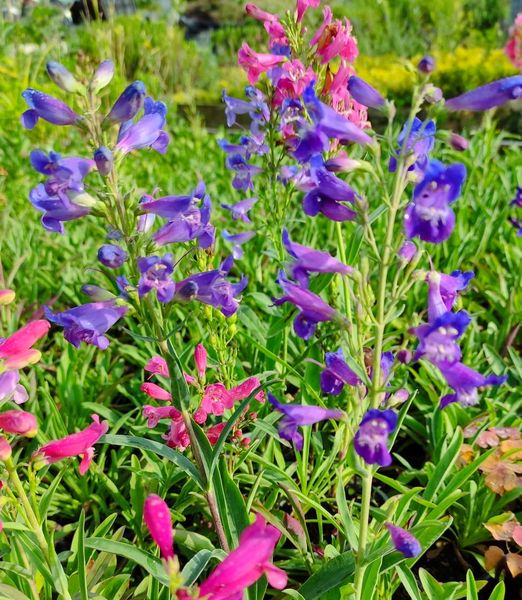 Penstemon, mix farieb